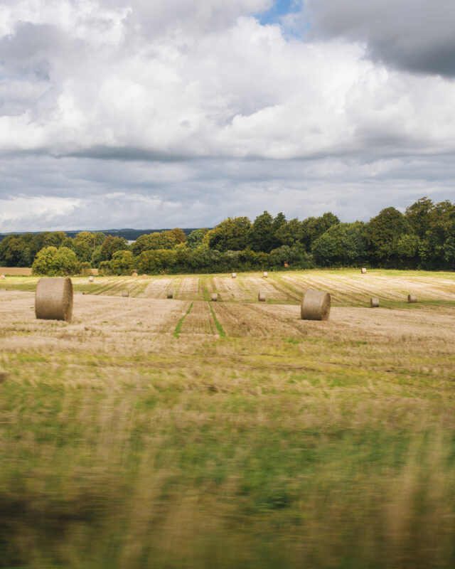 Bales of hay in field